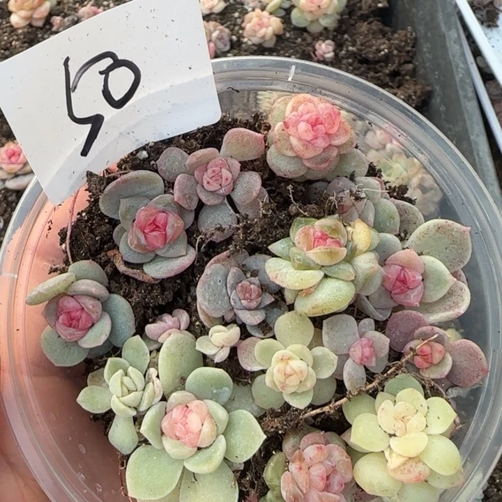 50 王者系列多肉一盒