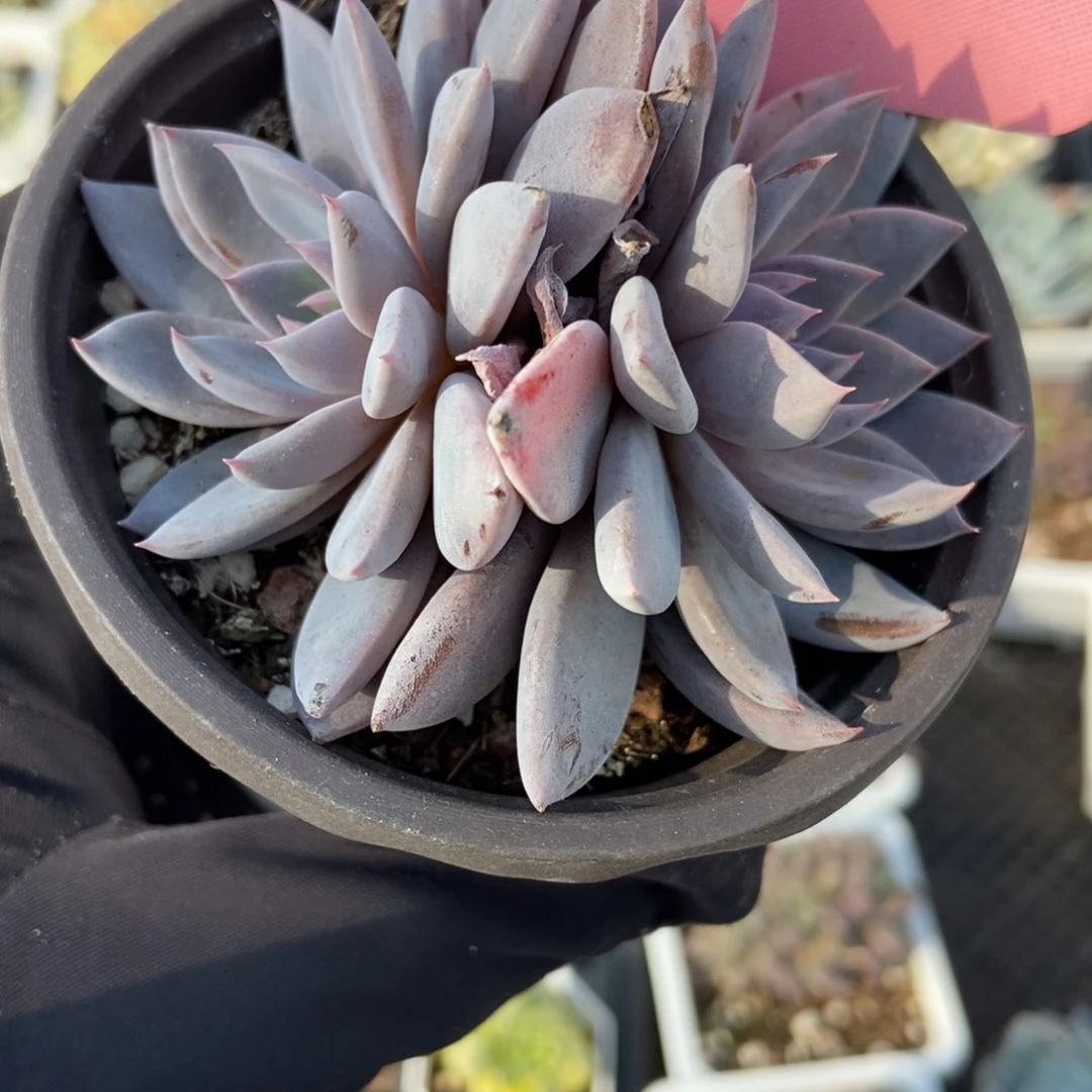 388轻轨多肉植物duopol
