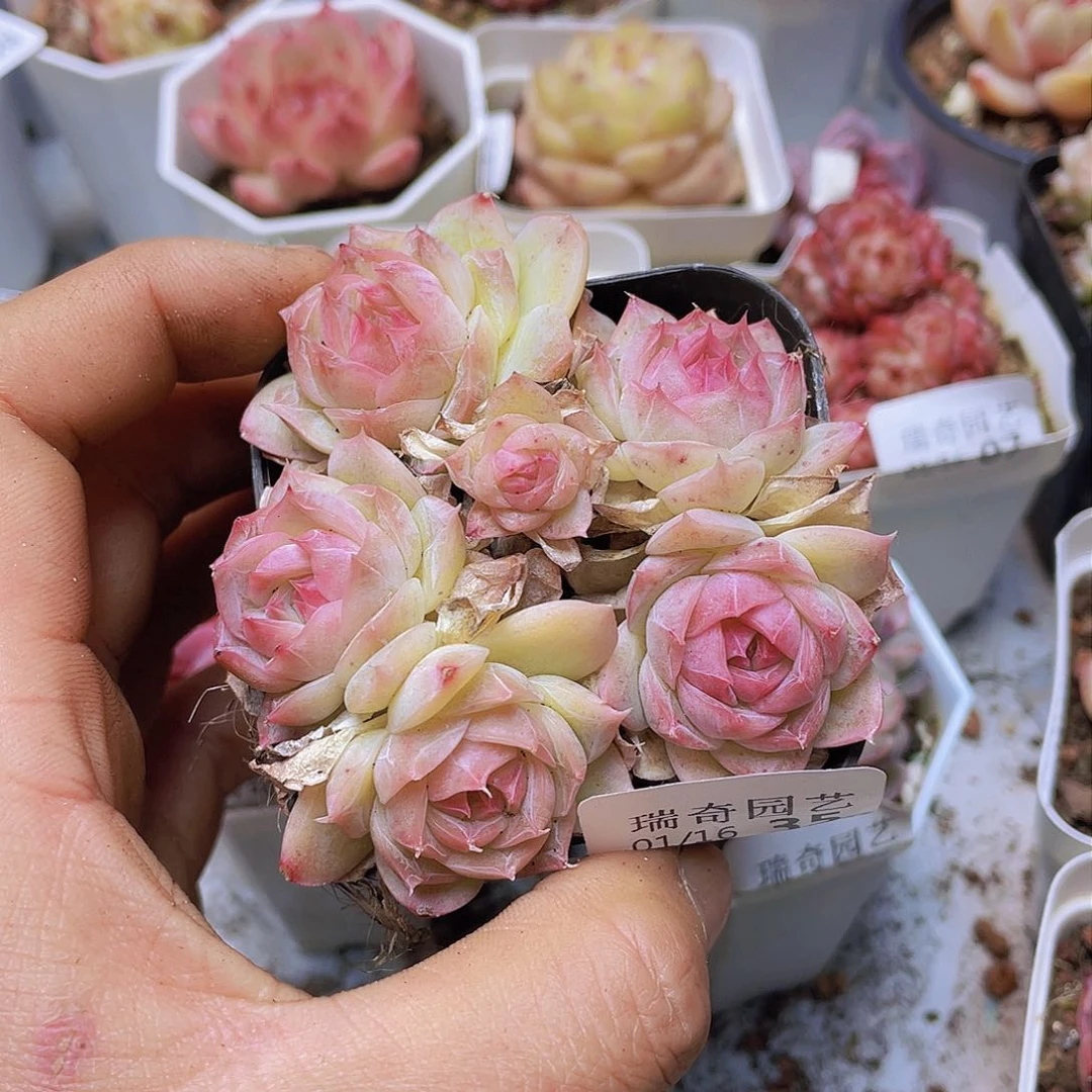 00000000000035量拍