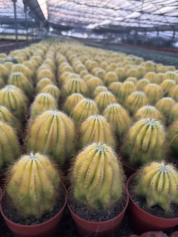 一行园艺黄银冠两颗