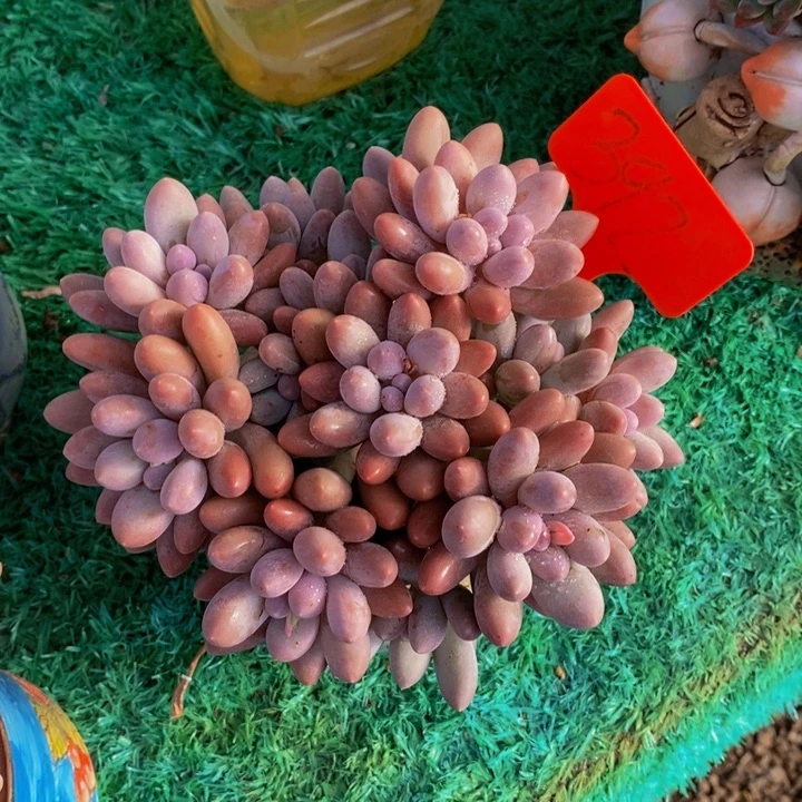 落****我想吃火锅啦嘿嘿嘻嘻