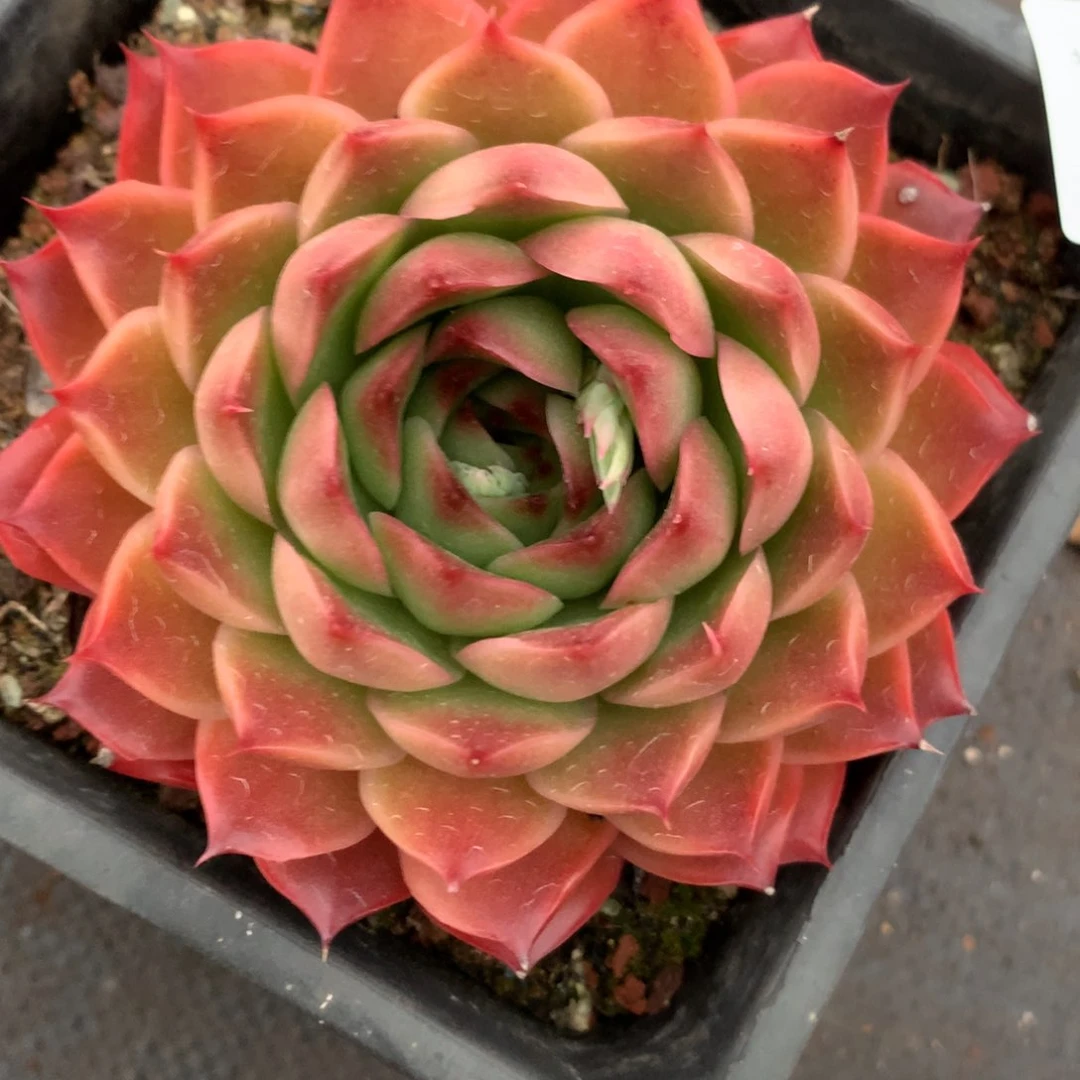 5584杂交多肉植物