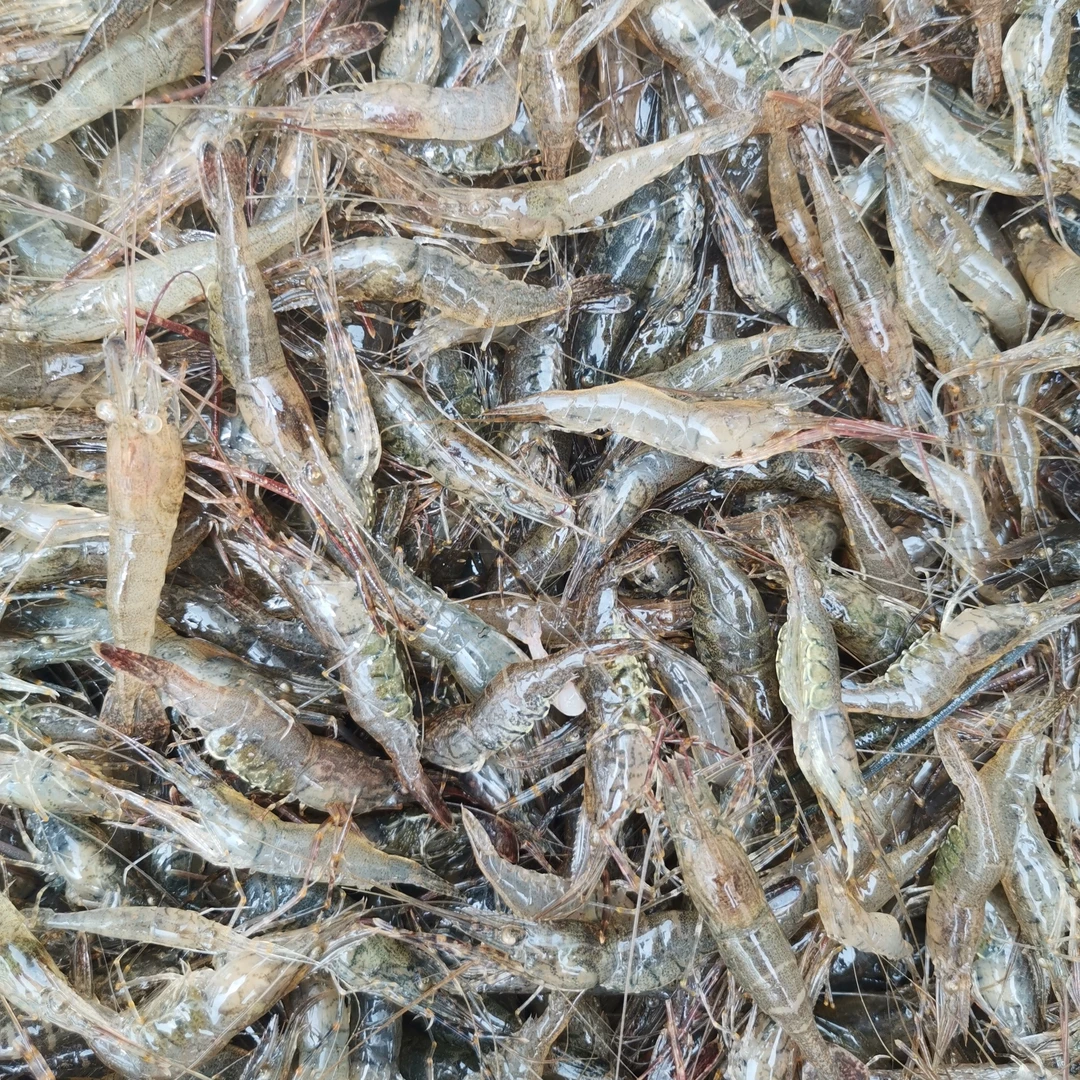 清水河虾青虾明虾淡水小虾米沥水速冻急冻锁鲜食用喂鱼喂龟喂宠物