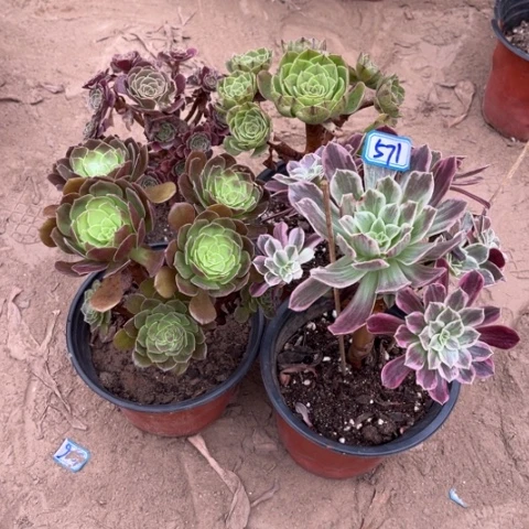 571多肉植物组合，