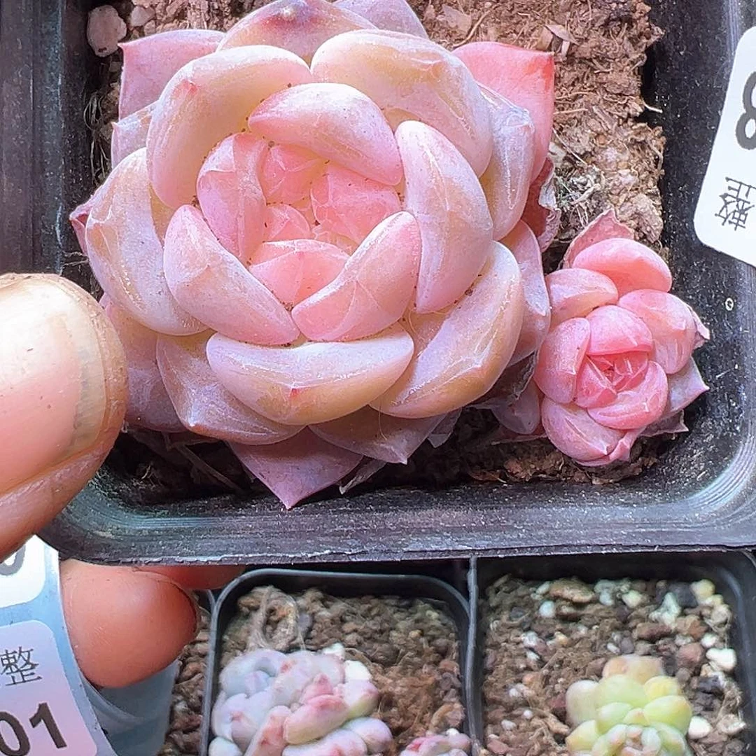 小卡拉米糖心一物一拍14-298