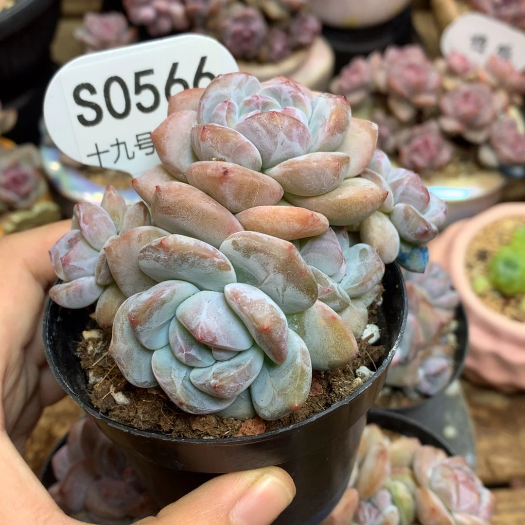 S0566 突尼斯背景同款 多头