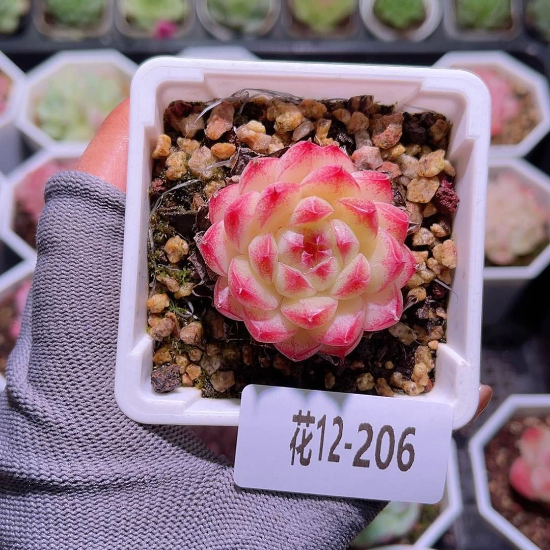 花12-206海王单头