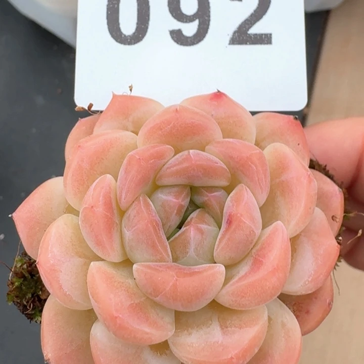 甜糖珍妮            多肉植物