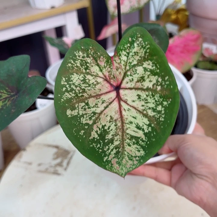 无花朵海王Q5554…