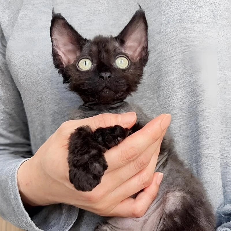 纯黑色德文卷毛猫弟弟