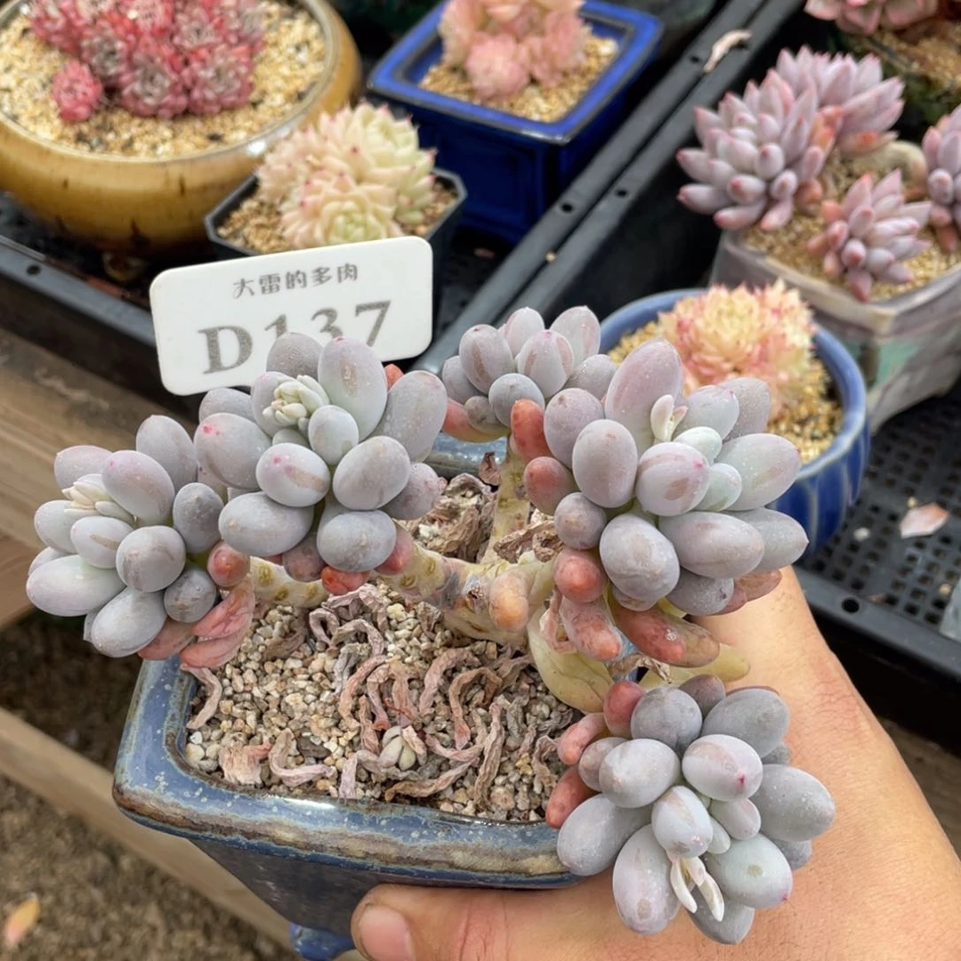 137糖豆不带盆15厘米