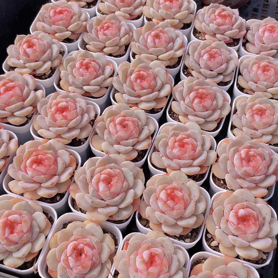 量拍144号 桃心珍妮单头一个