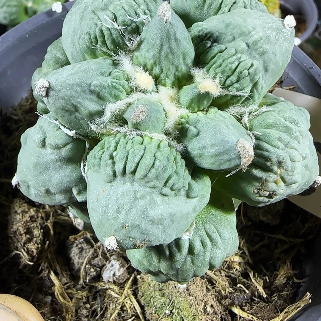 怒涛637福利大。