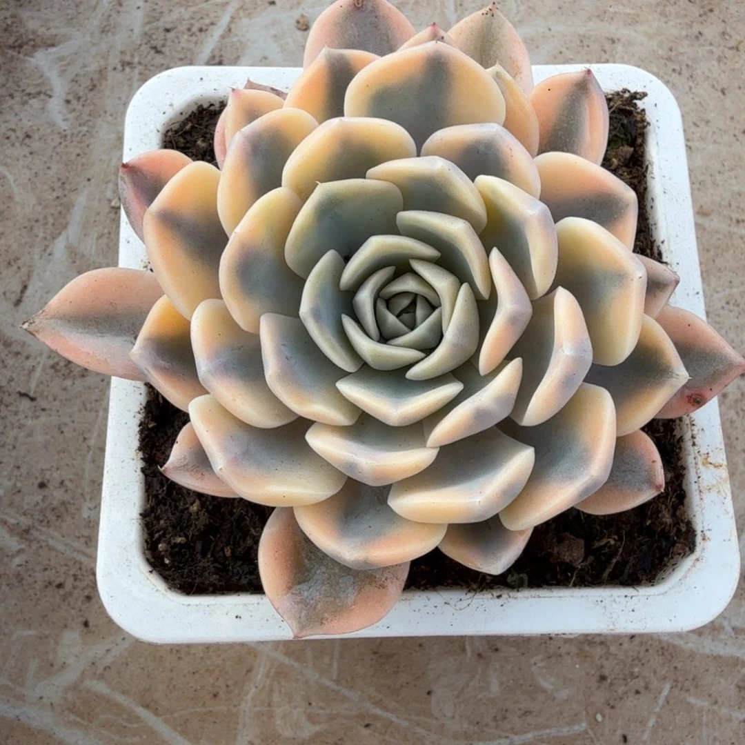 汉堡锦锦上园艺一物一拍