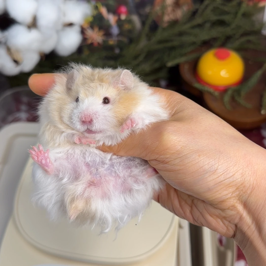 卷毛蜜波妹妹11.8