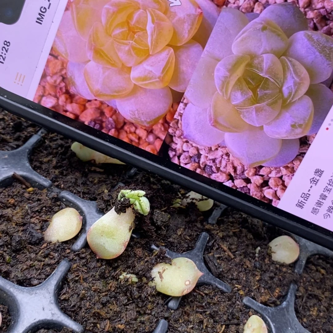 穴盘金盏芽苗一个多肉