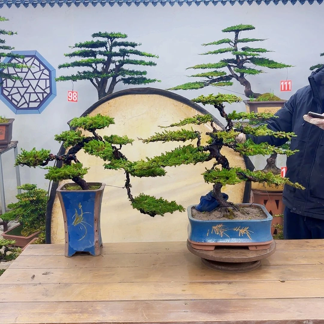 木原生珍珠柏带盆
