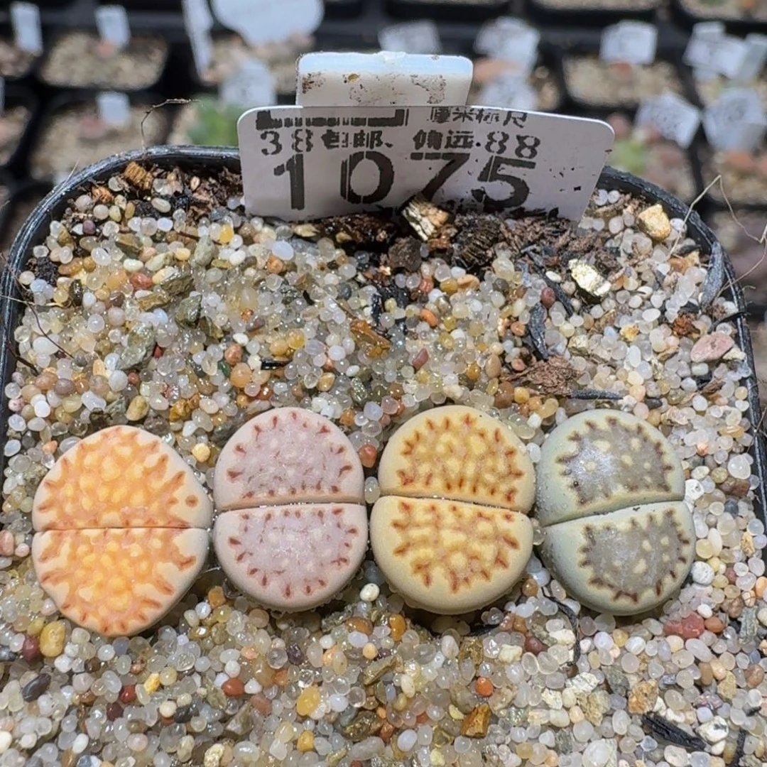 zzzzz精品生石花1075