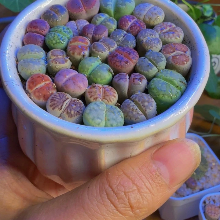 锦****?多肉植物和野生14