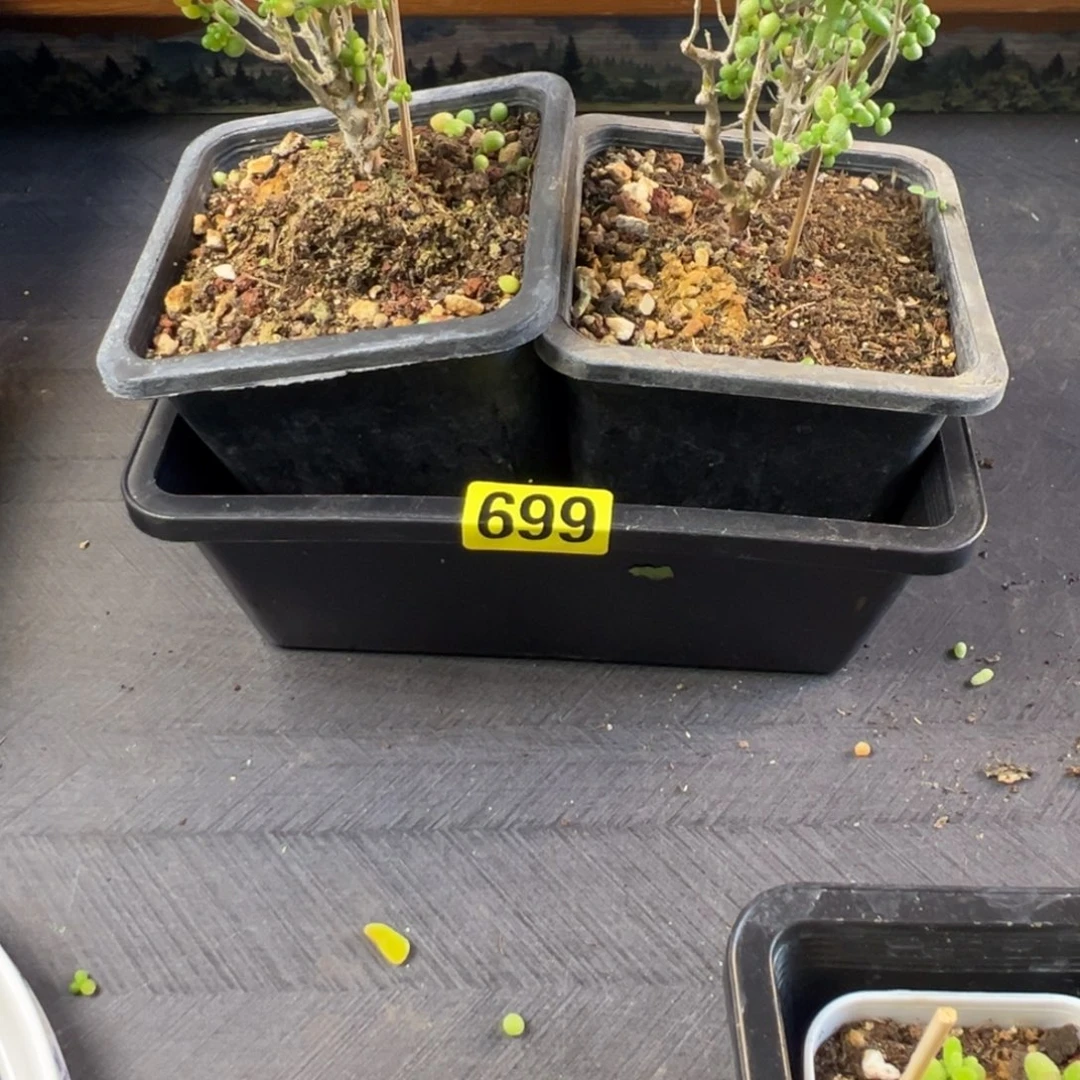 枝干番杏多肉植物699