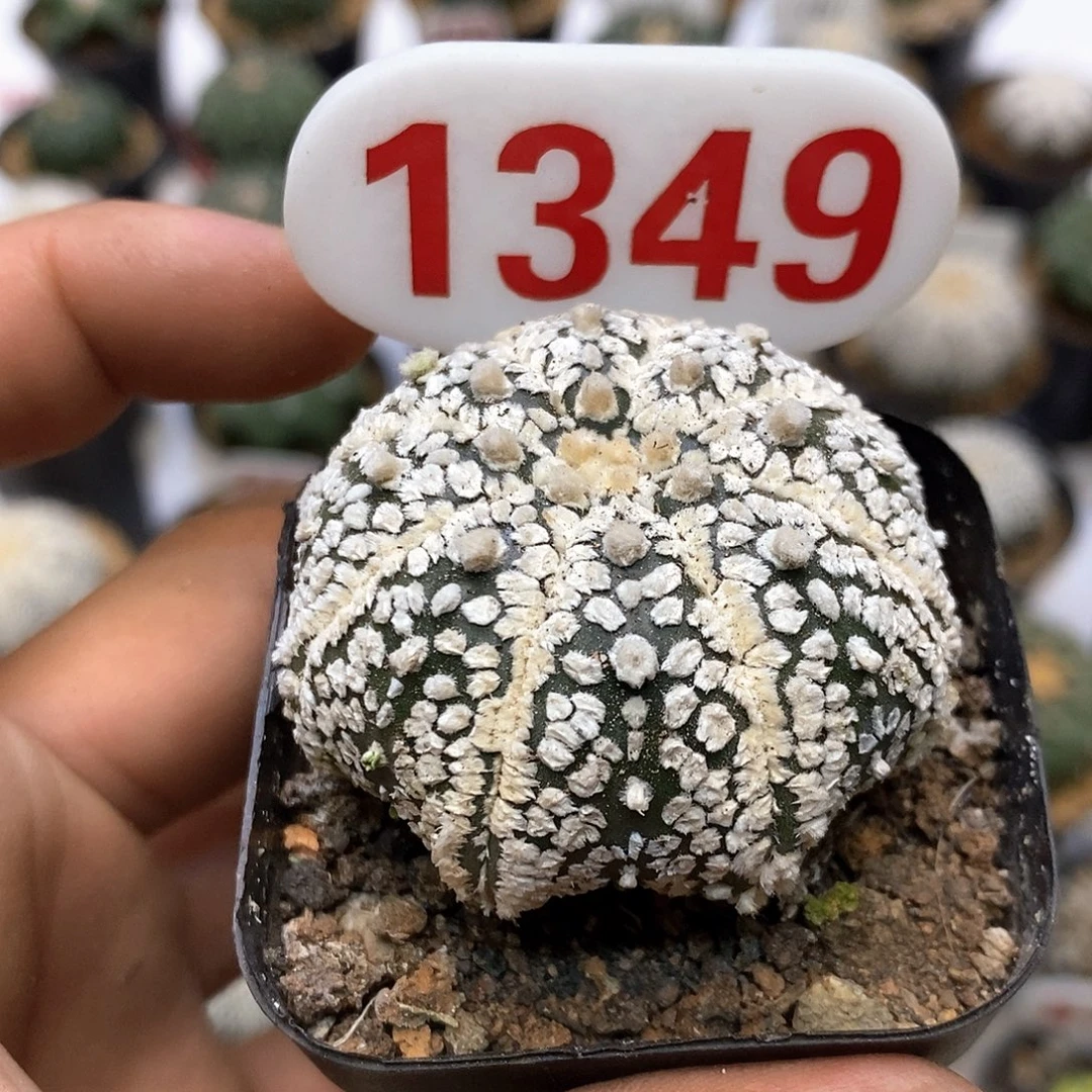 1349福利特价咯打榜