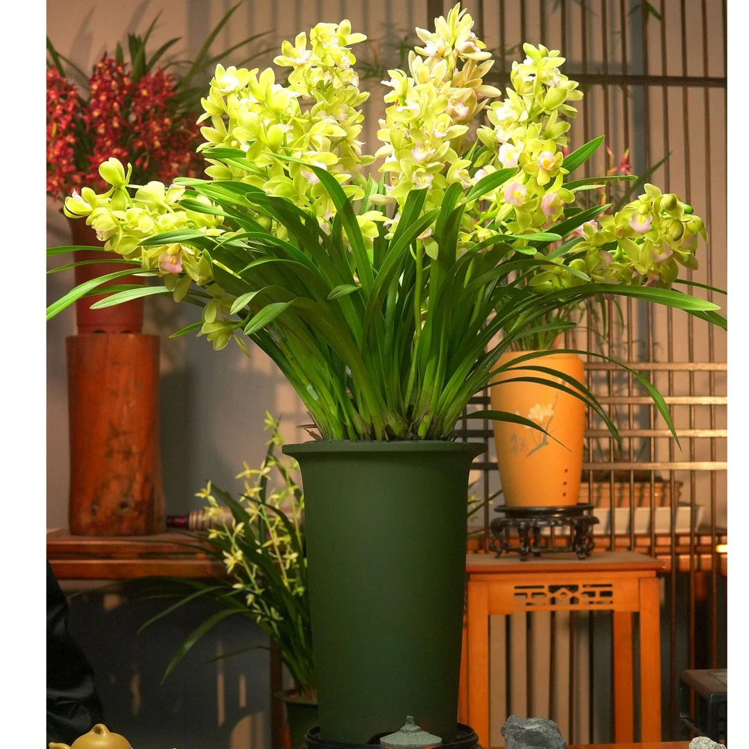 特A级 蓝月香兰带花苞带花芽兰花盆栽室内办公室绿植好养