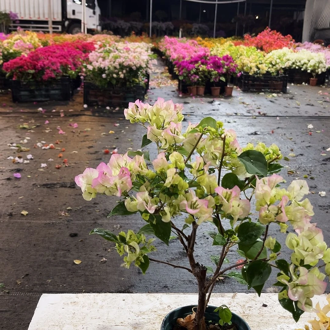 大部分花苞少量开放绿樱掌中宝一颗