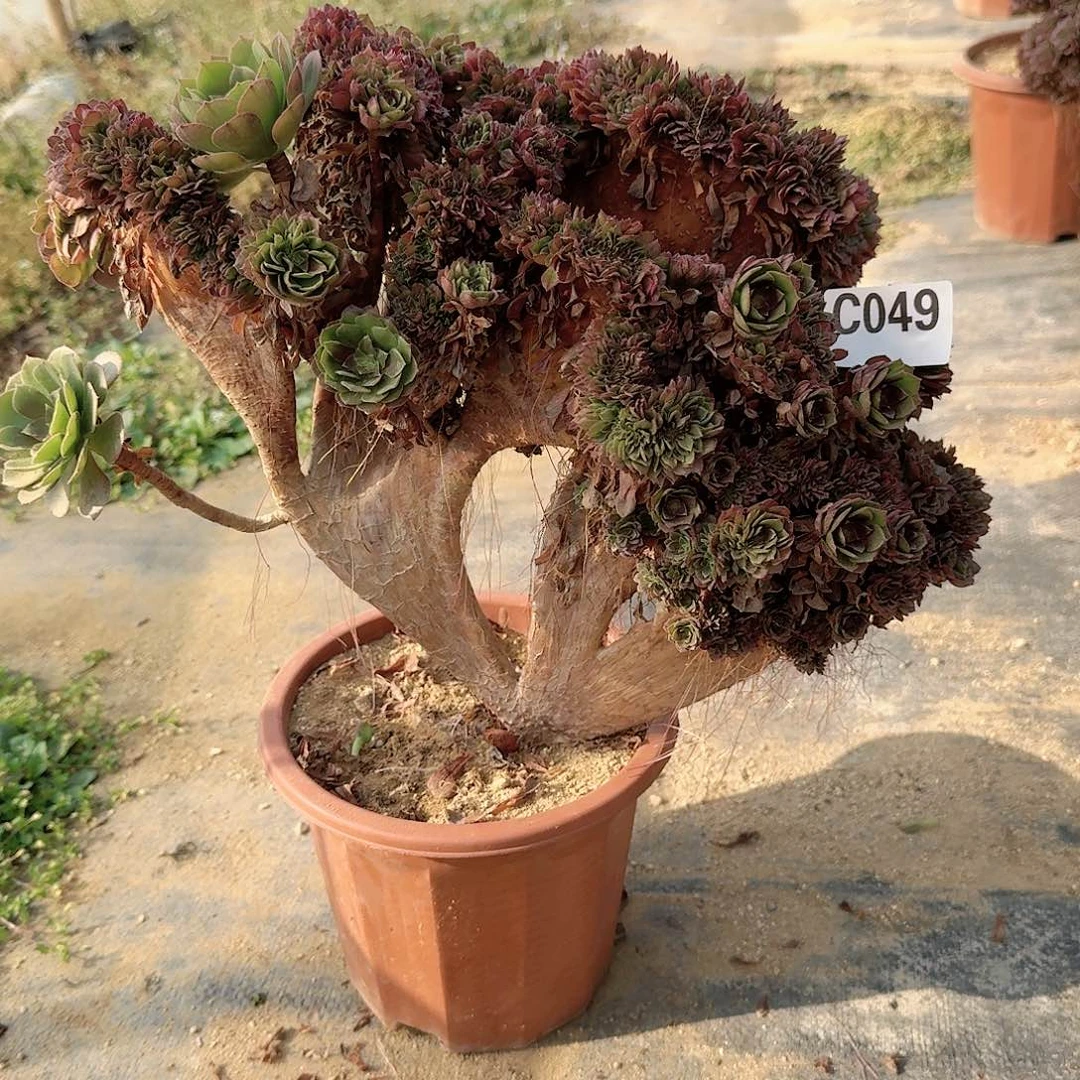 049万朵朵有伤一颗呀呀