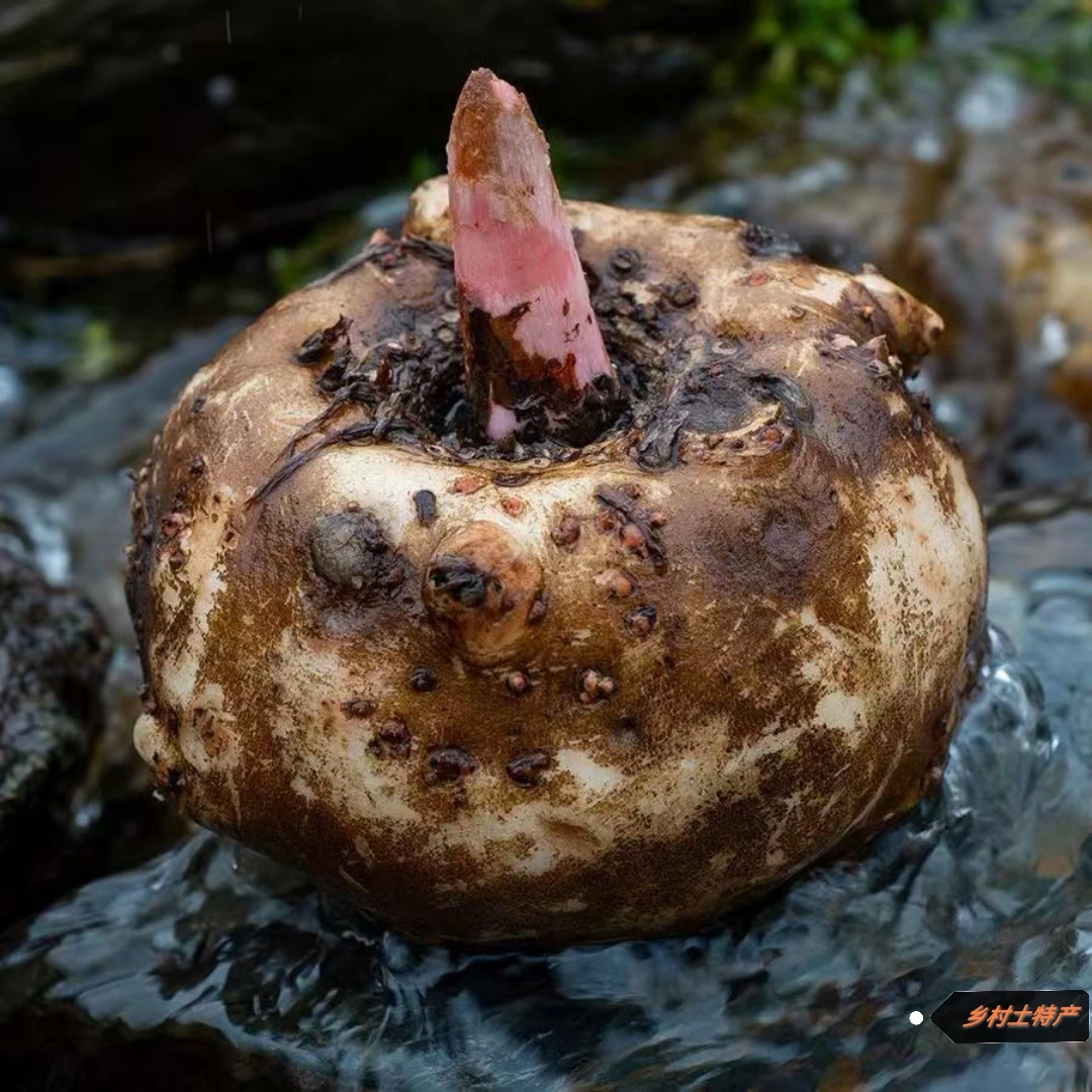 贵州农家蘑芋蘑芋豆腐新鲜现挖现发