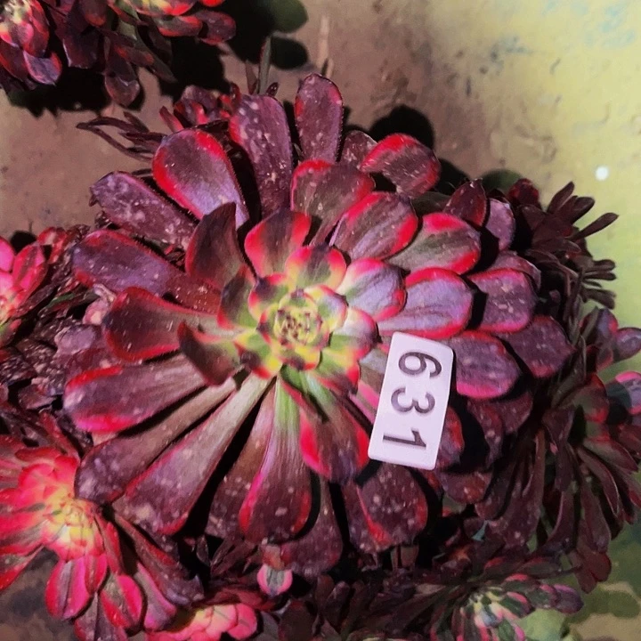 631烟花多肉植物处理不售后