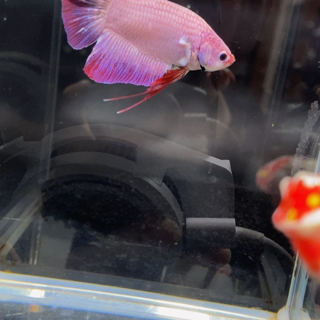 斗鱼353巨斗111111