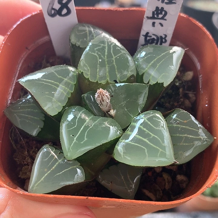 68号雅典娜带盆土
