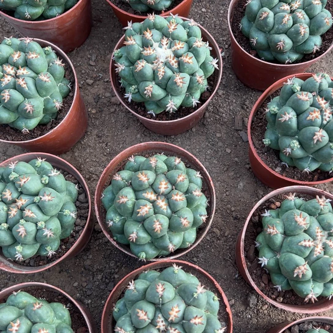 短豪刺象牙随机一颗。