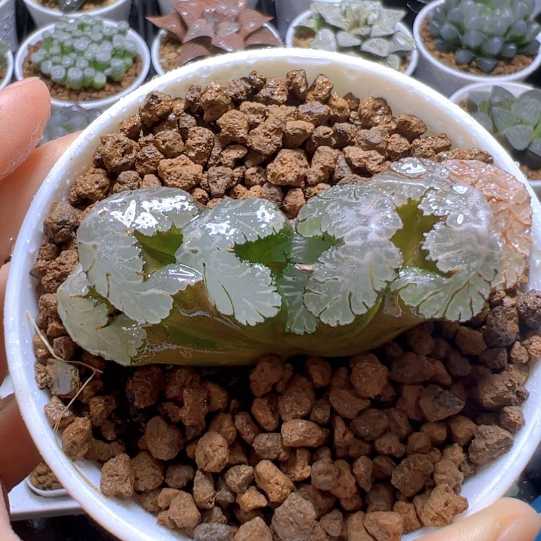 黑武泰玉扇多肉多肉