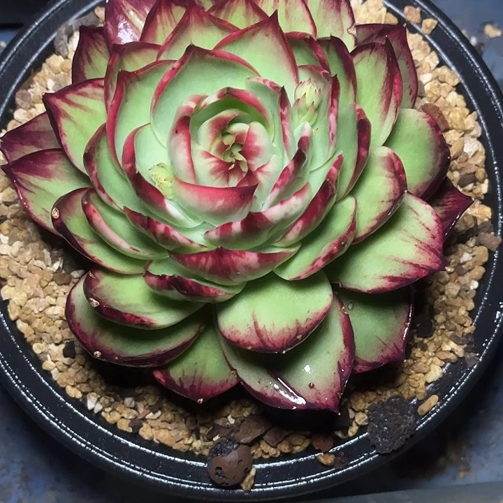 惊鸿仙子多肉植物8802