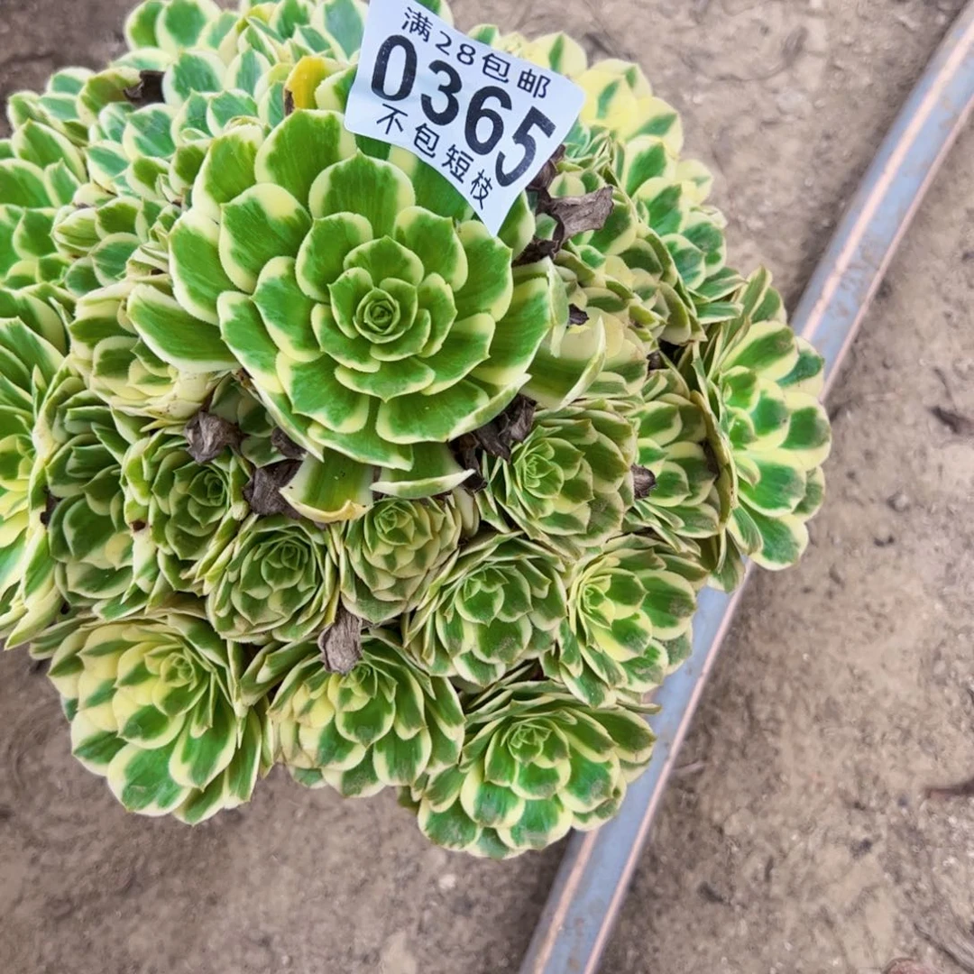 Z****迈巴赫多肉植物法师0365