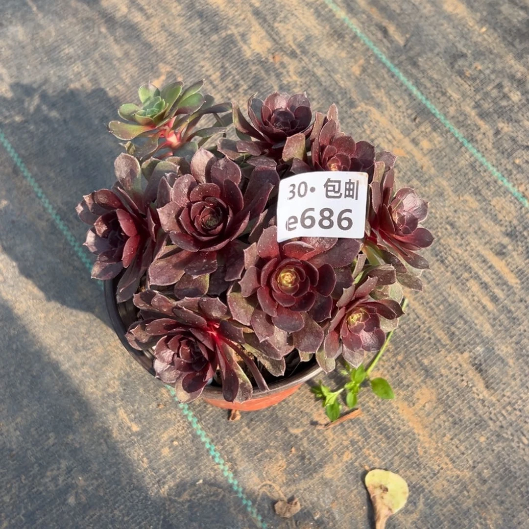 686红魔多肉法师