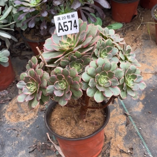 574粉花妖不包断枝