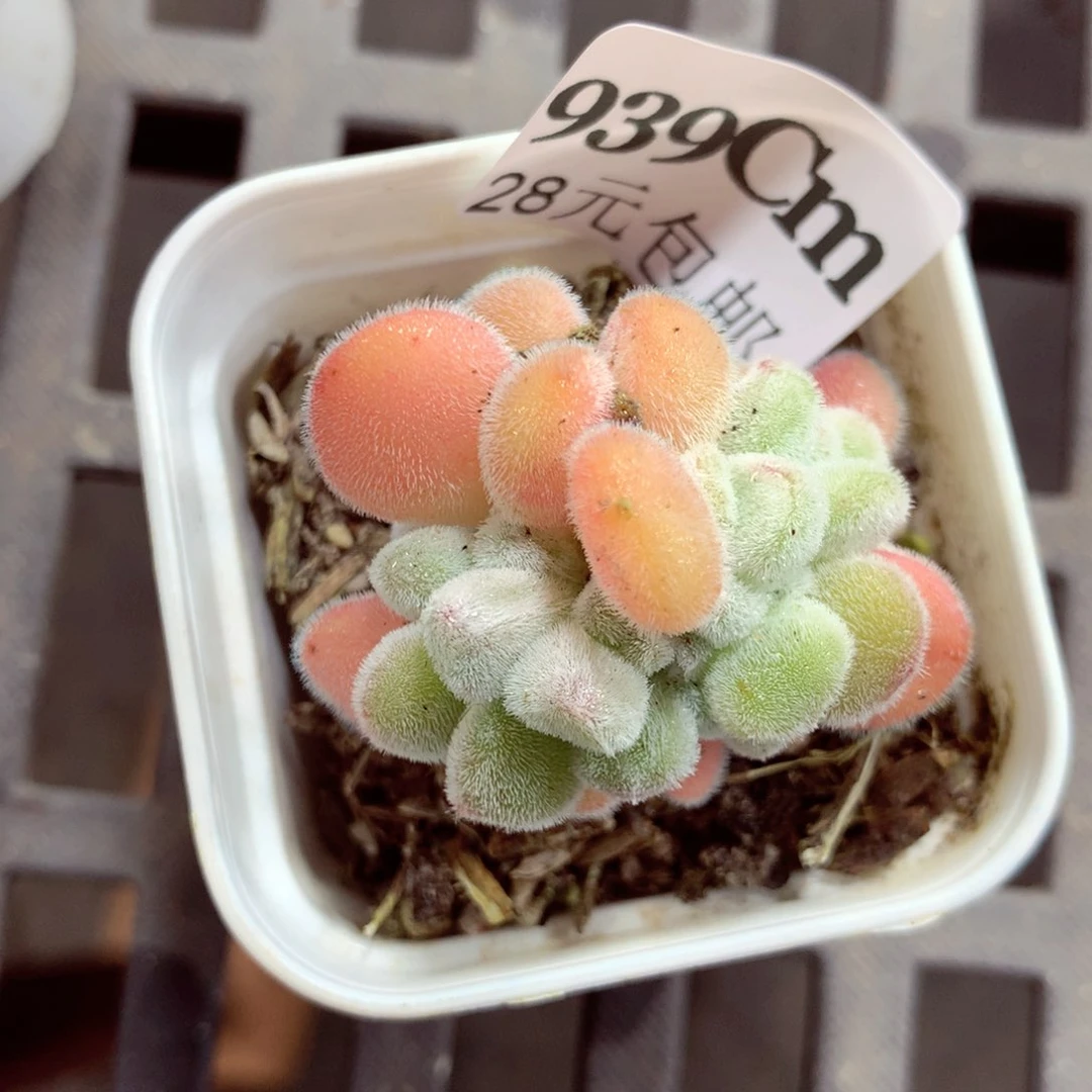 5厘米盆精控多肉939