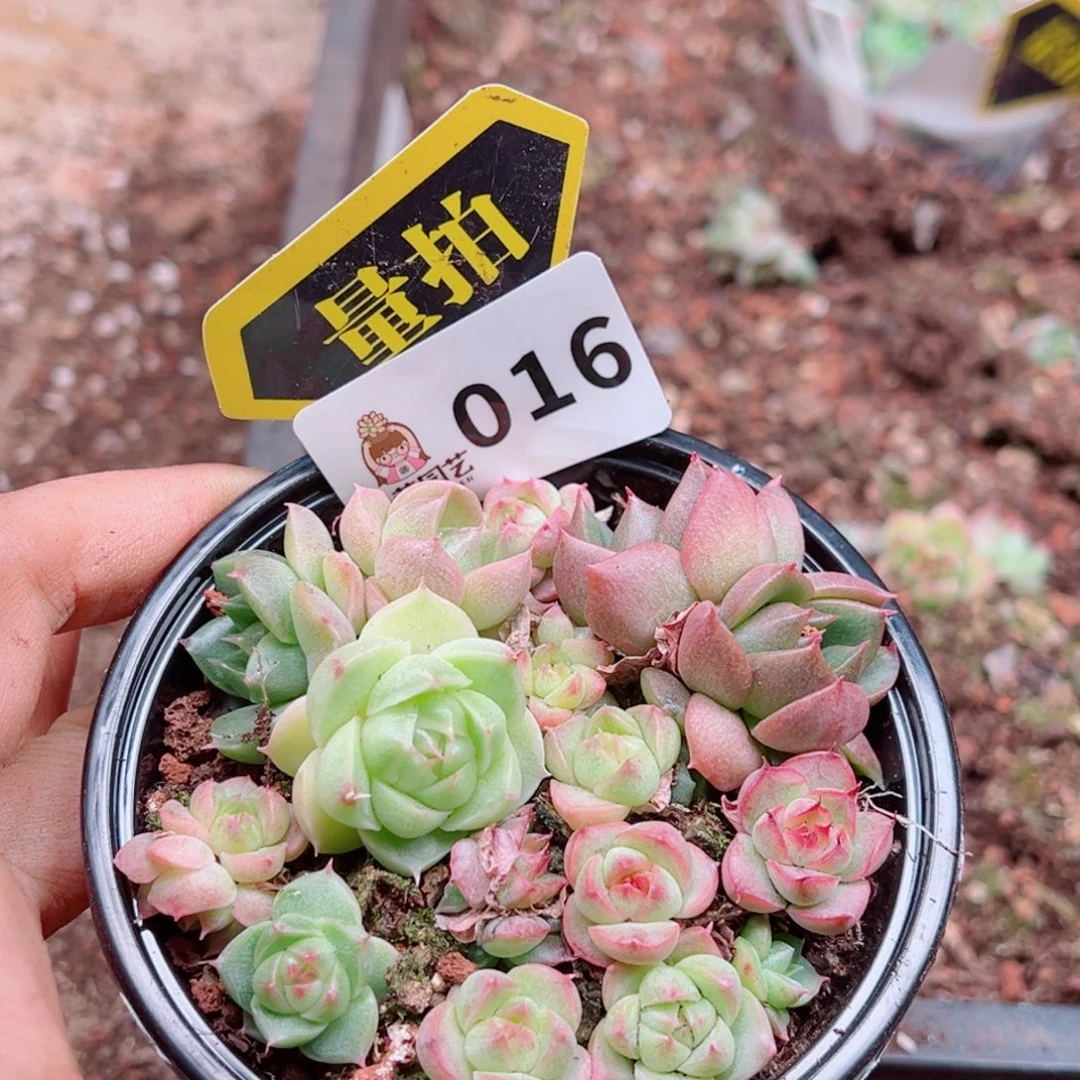 多肉植物多肉植物