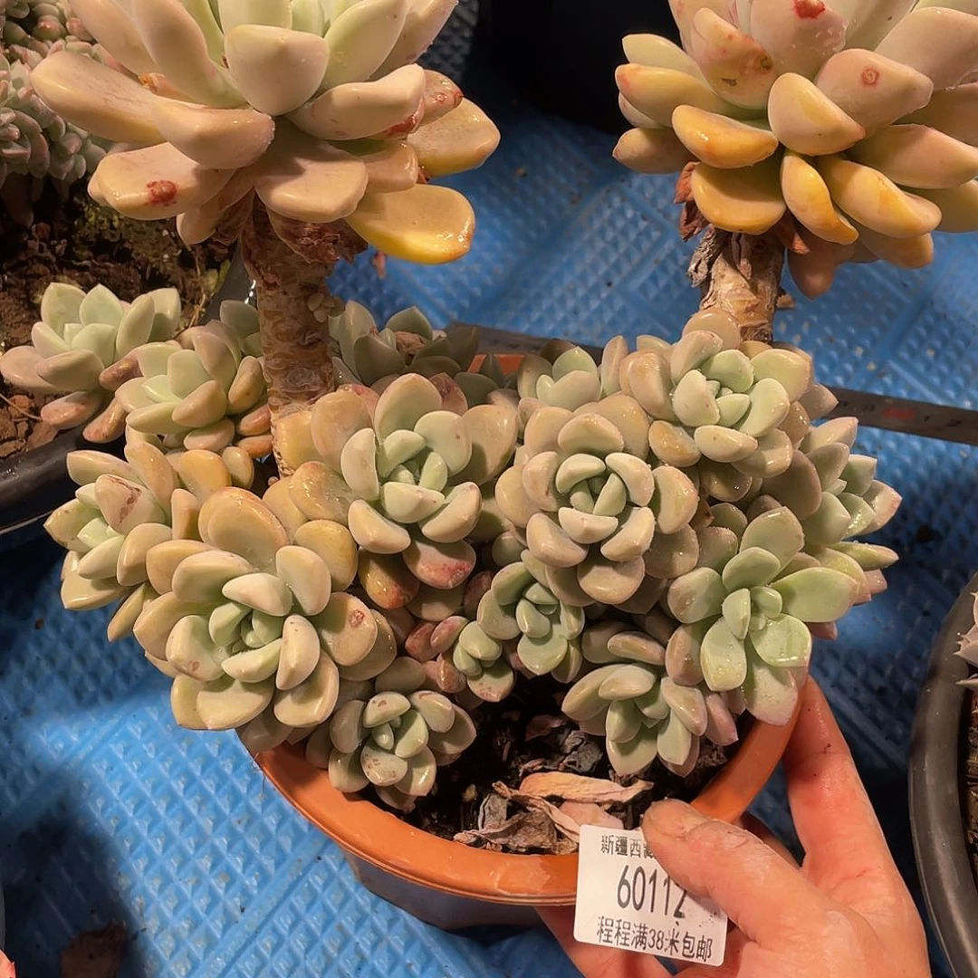 皇*玛白鹭60112多肉