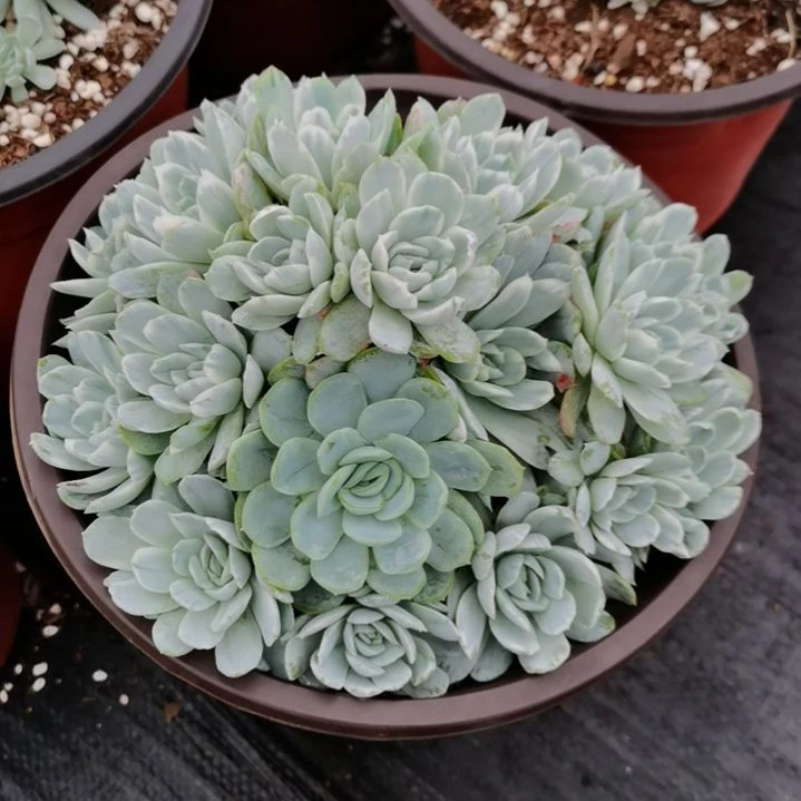 奶油贝瑞白覆轮锦群