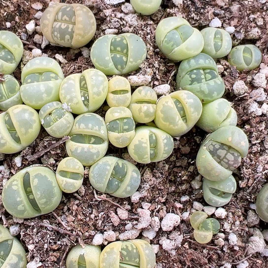 0000量拍350A绿大牙8颗