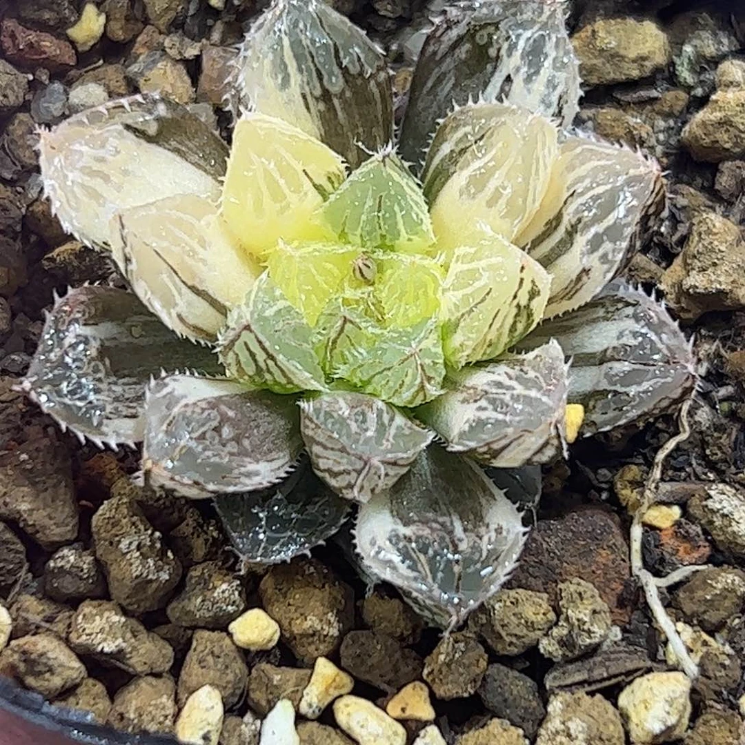 楼兰锦十二卷多肉植物满