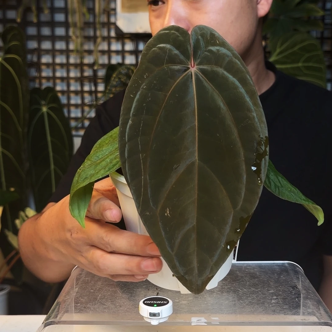 完全开放B01南美黑桃