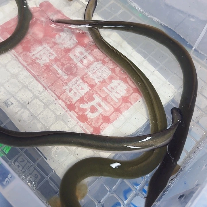 野生鳗鱼一斤四两多