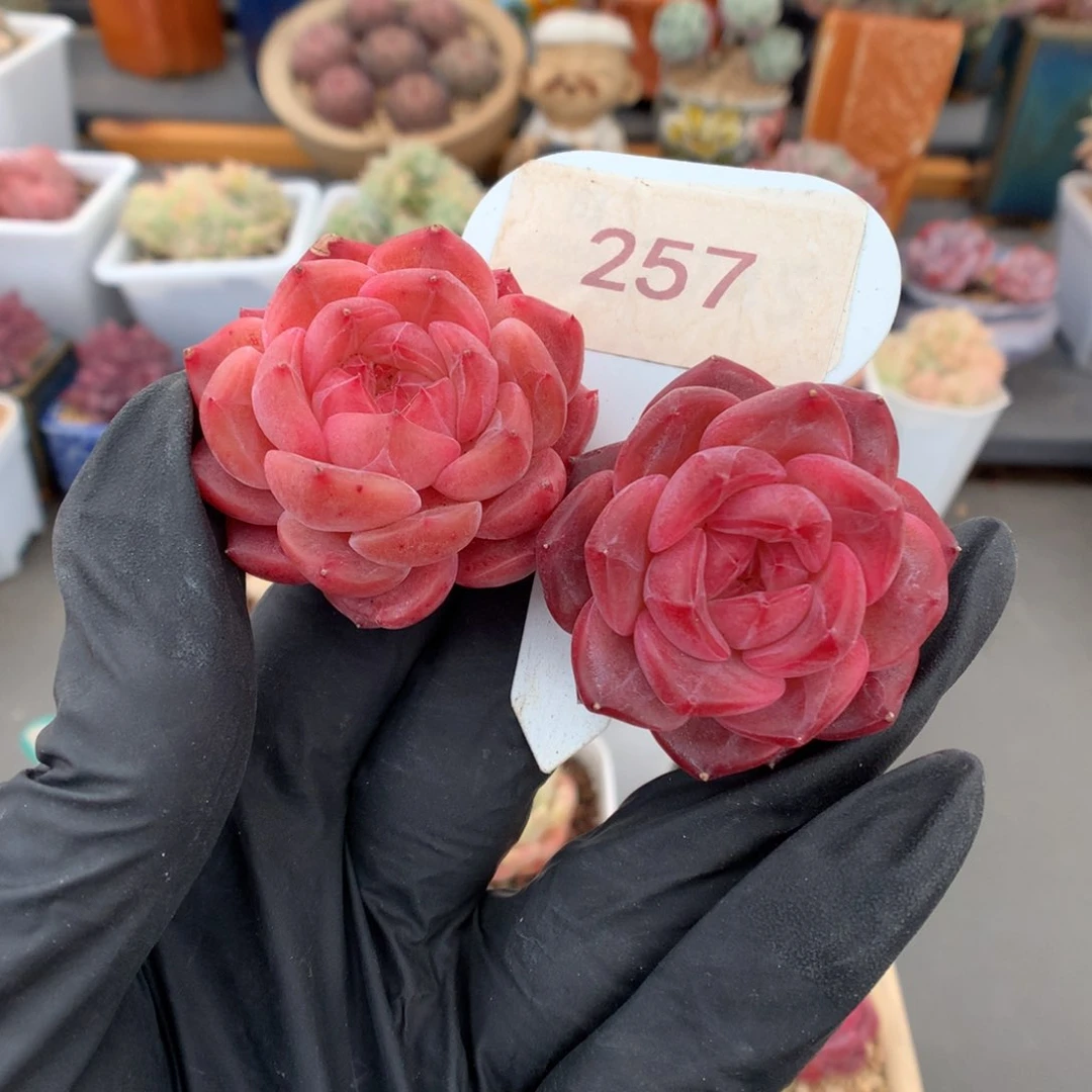 月*夕257 红宝石心琥珀