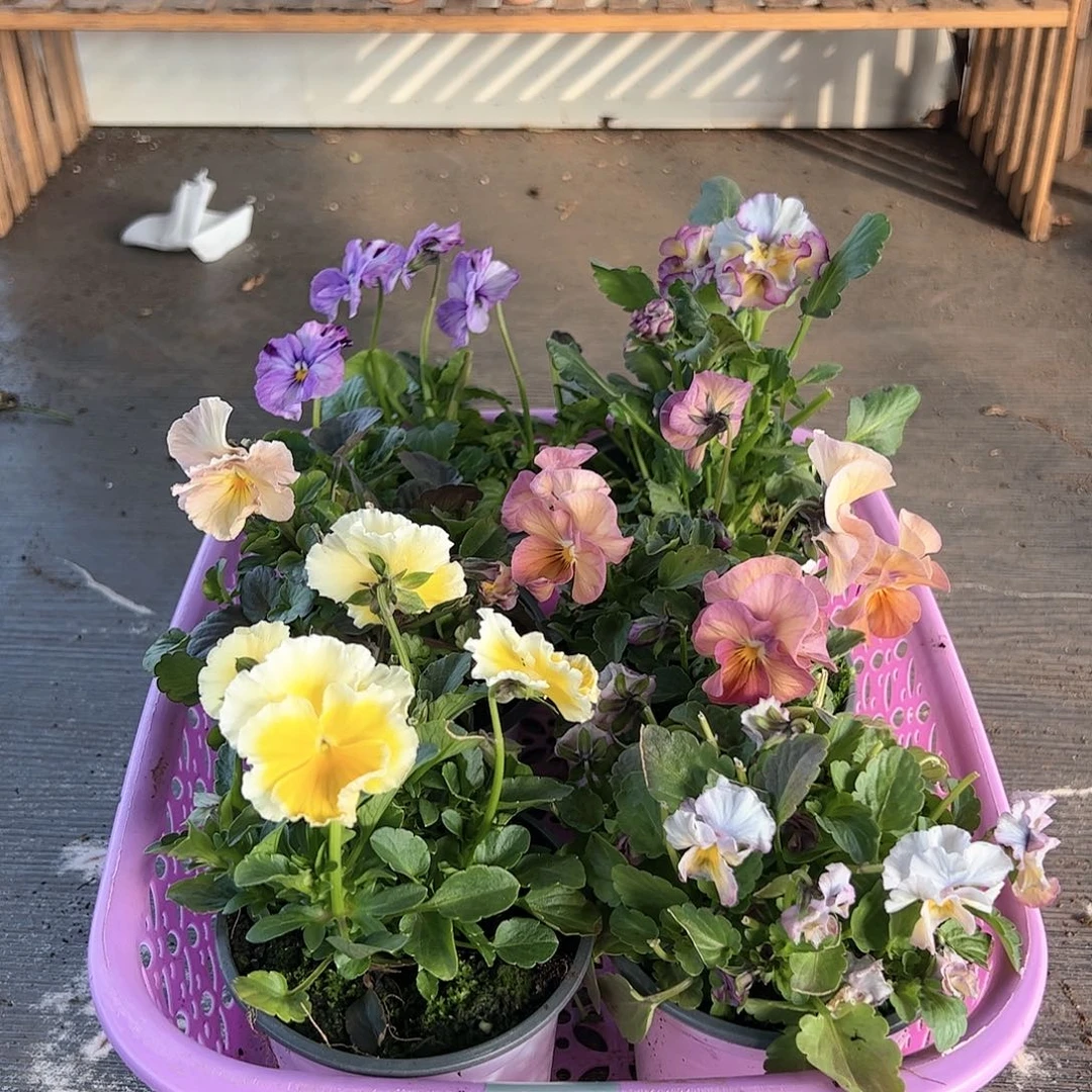 【闪购商品】140号