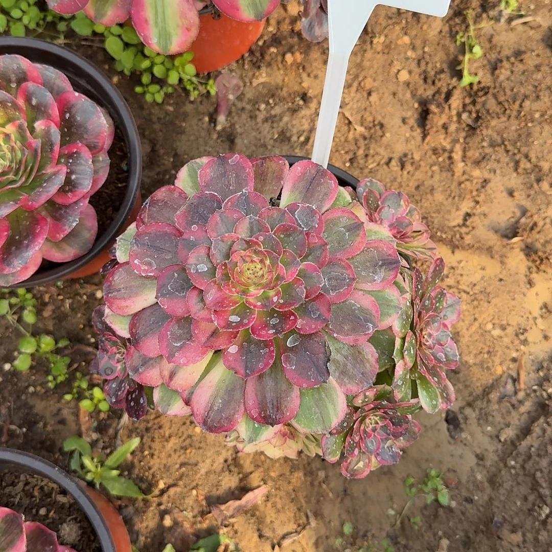 4530海神多肉法师多肉