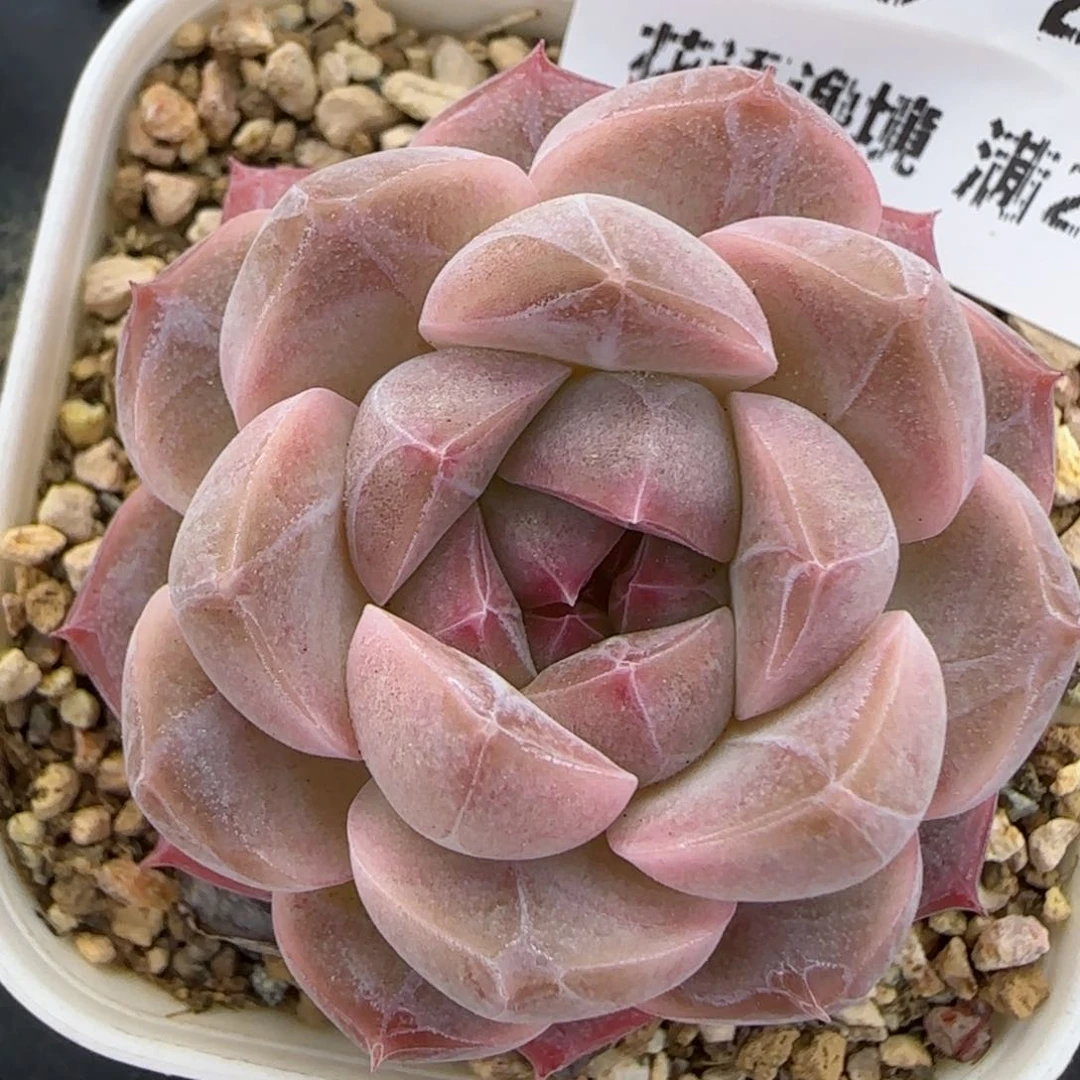 花语逸境0211-245